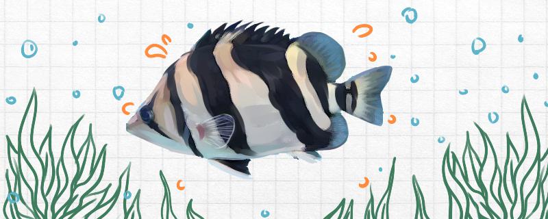 印尼虎鱼好养吗怎么养(印尼虎鱼可以活多少年)