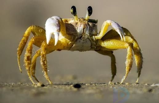 螃蟹身体分节吗(螃蟹身体部分名称)