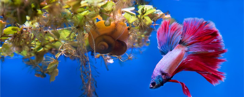 泰国斗鱼吃小鱼吗可以和小型鱼一起养吗(泰国斗鱼会不会吃小鱼)