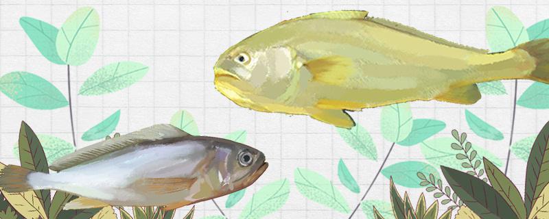 大黄鱼和小黄鱼一样吗有什么区别(大黄鱼和小黄鱼一样吗有什么区别呢)