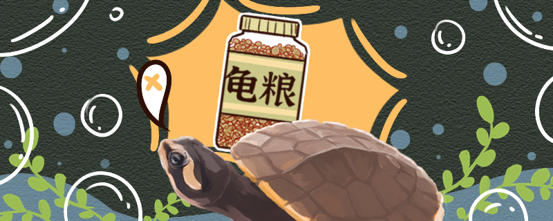 圆澳龟不吃东西是什么原因怎么治疗(圆澳龟死了什么原因)