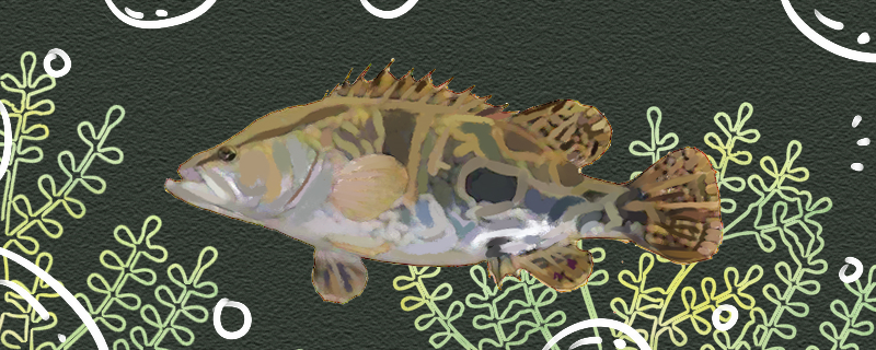 鳜鱼好养吗容不容易死(养鳜鱼的失败经历)