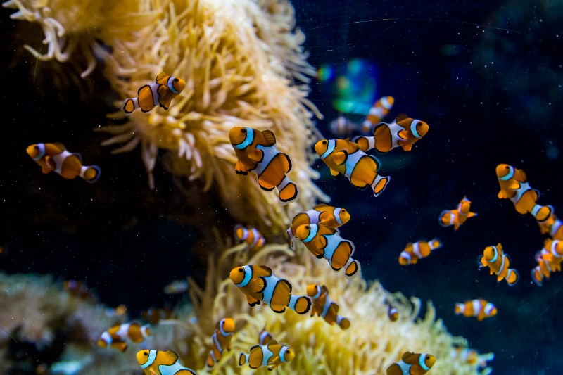 小丑鱼 野生的好还是人工的好