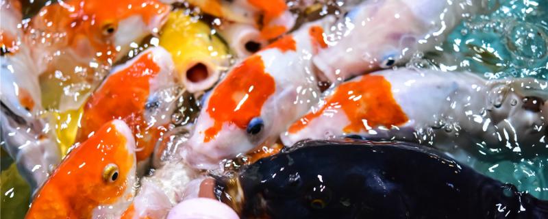 家养鱼吃什么食物怎么给鱼喂食(家里喂鱼吃什么)