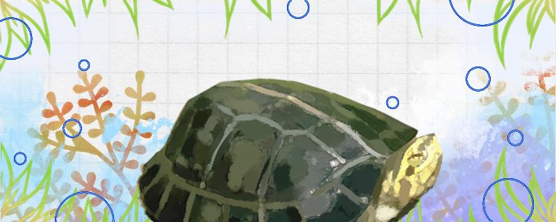 黄头龟需要晒背吗晒多长时间合适(黄头龟晒背需要全身都离开水面吗)