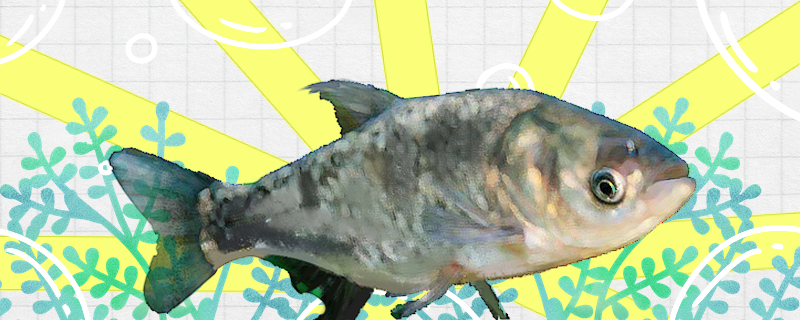 大头鱼是海鱼还是河鱼生活在哪里(大头鱼是河鱼吗)