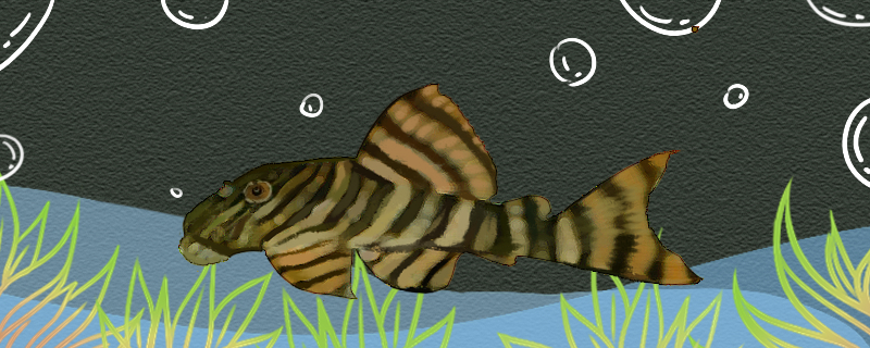 贝伦花面金老虎异型鱼好养吗怎么养(金老虎医疗器械)