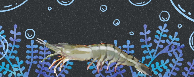 淡水虾和海水虾一样吗有什么区别(淡水虾跟海水虾怎样区别)