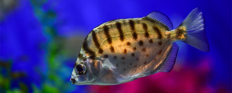 怎样避免观赏鱼合缸交叉感染新鱼买回来怎么合缸(金鱼合缸交叉感染怎么处理)