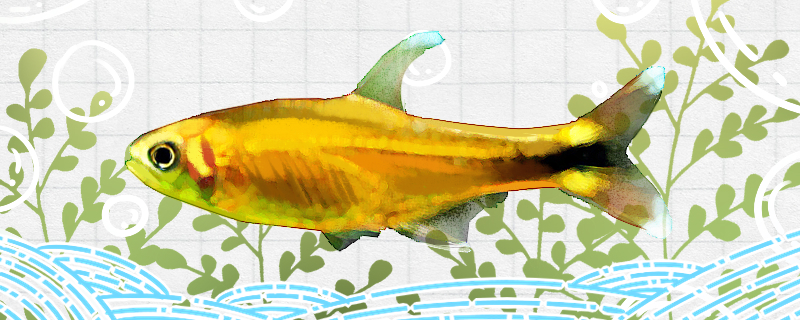 黄日光灯鱼好养吗怎么养(日光灯和黄灯哪个对眼睛好)