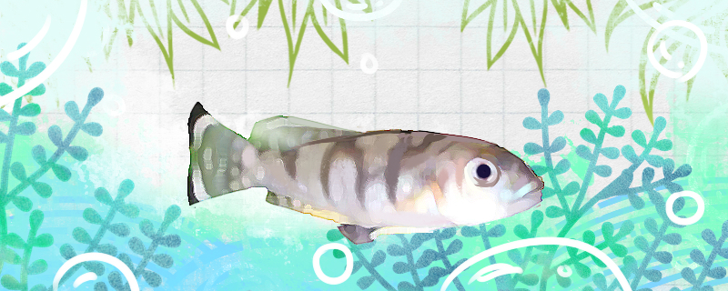 美丽贝鱼好养吗怎么养(美丽贝壳图片大全)