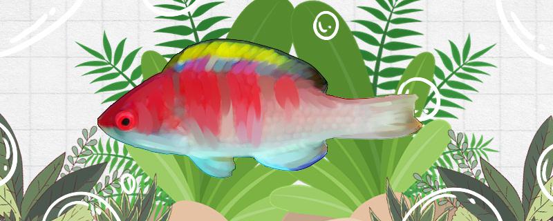 黄鳍鹦鹉鱼好养吗怎么养(黄鹦鹉鱼的图片)