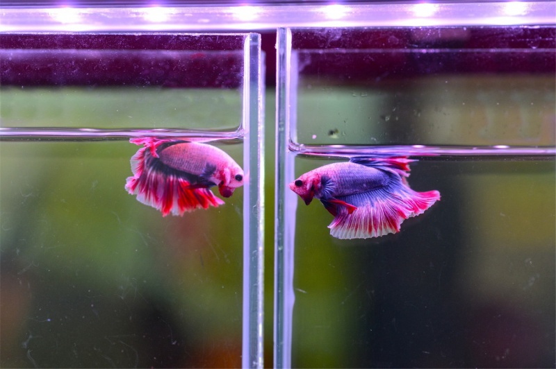 斗鱼为什么不可以一起养