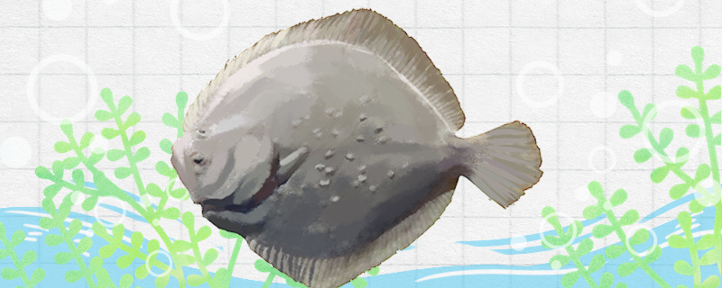 多宝鱼多少钱一斤多宝鱼怎么看是否新鲜(多宝鱼市场价格多少钱一斤)