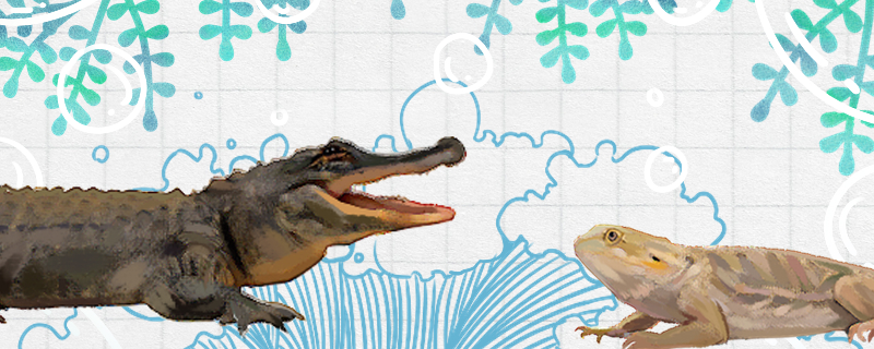 蜥蜴和鳄鱼一样吗有什么区别(蜥蜴vs鳄鱼)