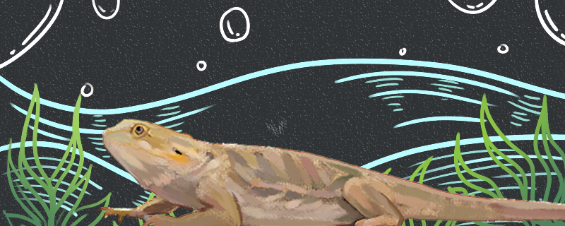 蜥蜴会断尾巴吗断尾多久能长出来(蜥蜴断尾会流血吗)