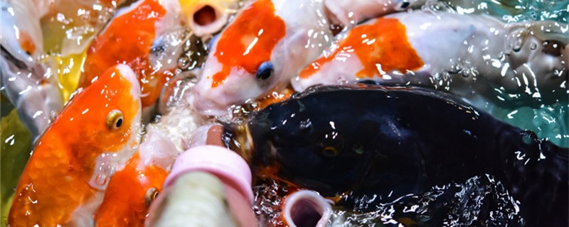 二到三厘米锦鲤鱼苗怎么养水温多少合适(2cm锦鲤怎么养)