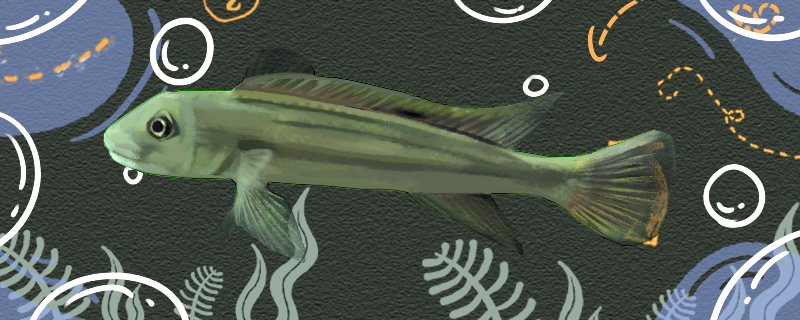 长身猴头鱼好养吗怎么养(猴头老型生长线)