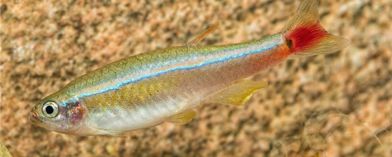 北方庭院鱼池怎样防结冰什么鱼不怕冷(北方户外鱼池怎么越冬)