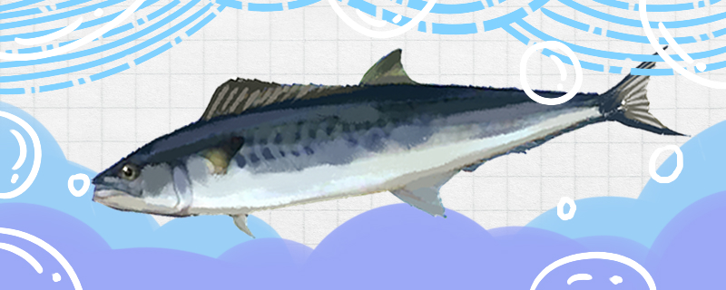 马鲛鱼有毒性吗有寄生虫吗(马鲛鱼有毒性吗有寄生虫吗图片)