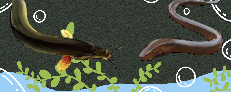 泥鳅和黄鳝一样吗有什么区别(泥鳅与黄鳝有什么区别营养价值一样吗?)