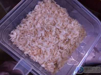 小虾米吃什么(小虾米吃什么水果)