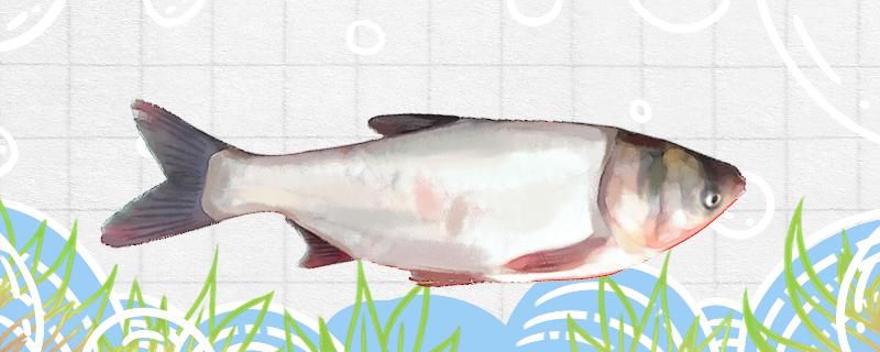 冬天钓鲢鱼钓底还是钓浮钓多深合适(容变弹性模量)