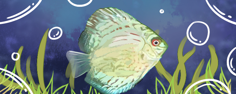 绿七彩神仙鱼好养吗怎么养(绿七彩神仙鱼好养吗怎么养的)