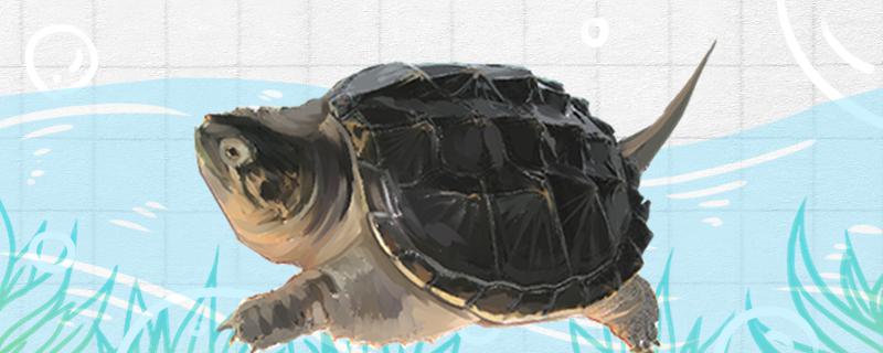 鳄龟怎么选刚买回家怎么养(买的鳄龟怎么叫它开口吃食物)