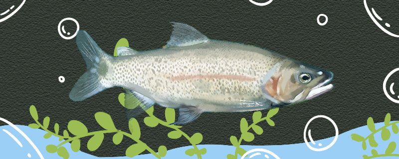 虹鳟鱼有鳞吗有刺吗(虹鳟鱼有小刺吗)