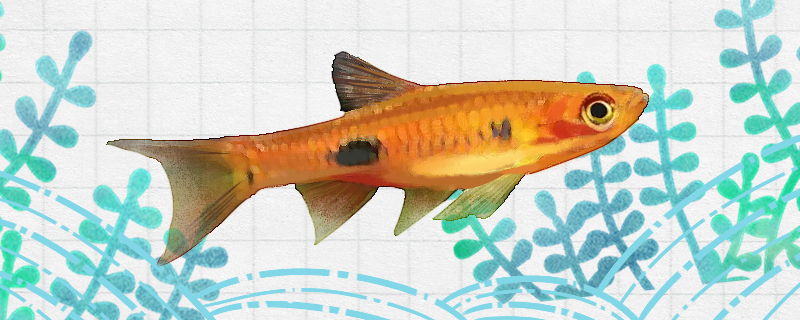 大点波鱼好养吗怎么养(波点鱼图片)