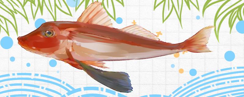 红头鱼是海鱼还是淡水鱼生活在哪里(红头鱼是什么海域的鱼?)