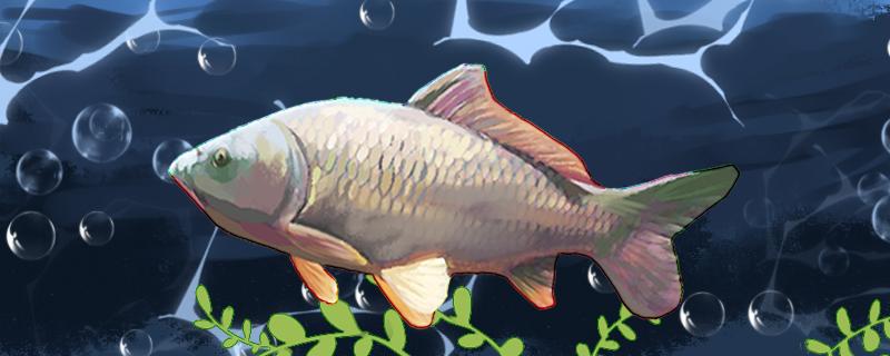 野钓鲤鱼最好的饵料野钓鲤鱼最好的窝料(野钓鲤鱼什么饵料)