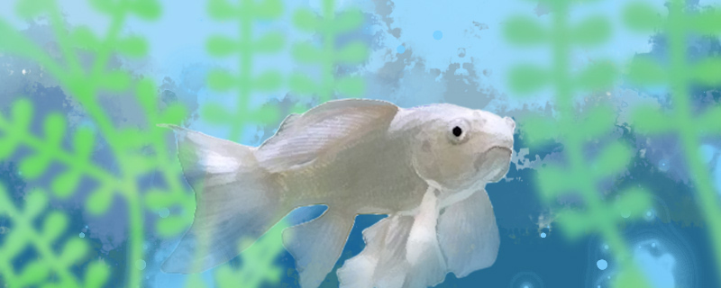 蝴蝶鲤多大开始长尾鳍多大开始石膏白(蝴蝶鲤多少公分开始发尾)