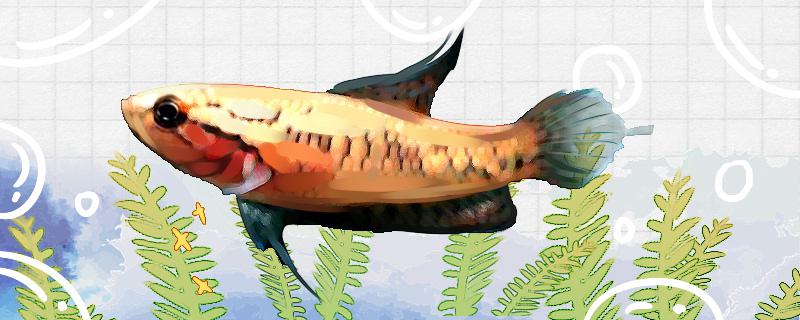 潘安斗鱼好养吗怎么养(潘安up主)