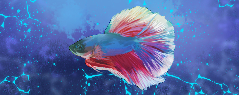 斗鱼为什么不能一起养放在一起会打架吗(斗鱼为什么不可以一起养)