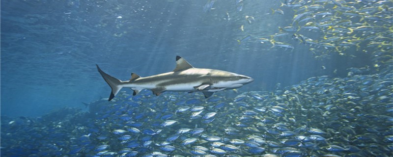 鲨鱼会睡觉吗什么时候睡觉(鲨鱼睡多长时间)