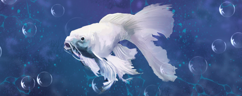 台湾蝴蝶鲤鱼养殖方法是什么养殖技巧有哪些(台湾蝴蝶鲤品种介绍)