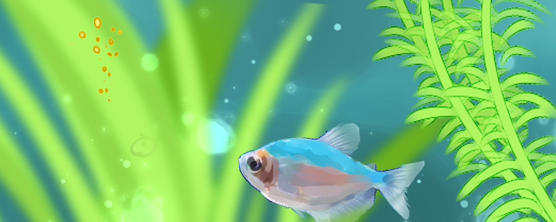 彩裙鱼不吃东西是什么原因怎么处理(彩裙鱼不吃东西怎么办)