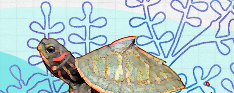 印度棱背龟好养吗怎么养(印度棱龟违法吗)