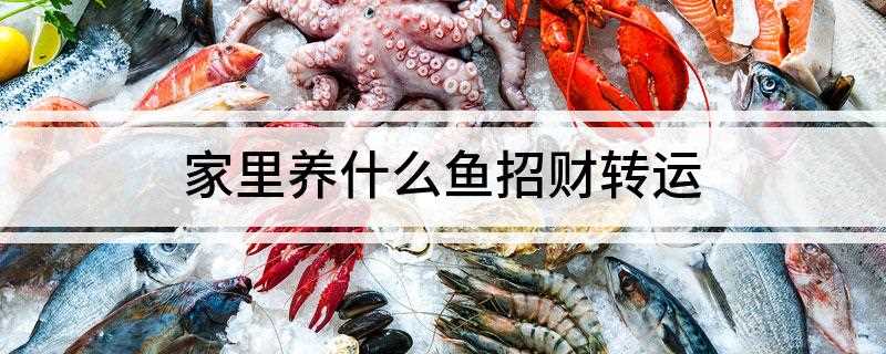 家里养什么鱼招财转运(家里养什么鱼最旺财)