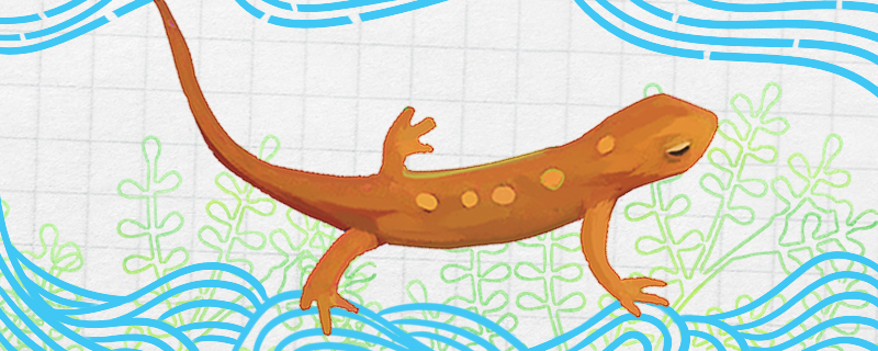 蝾螈可以用手抓吗会不会咬人(蝾螈能不能摸)