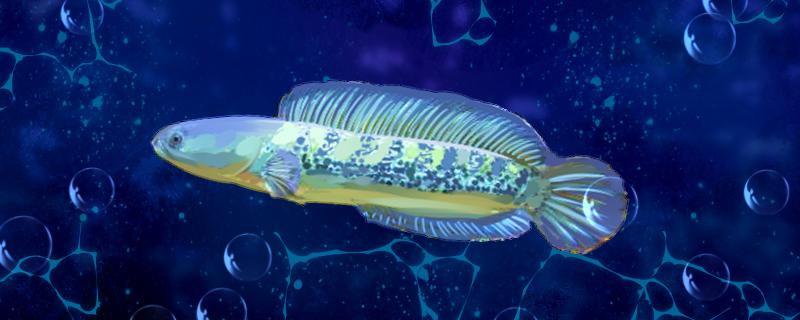 雷龙鱼会撑死吗喂什么食物好(雷龙鱼吃得太多不会撑死)