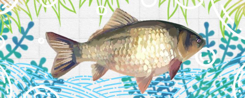 夏季野钓鲫鱼用什么饵料最好用腥香还是奶香(夏季钓鲫鱼用腥料还是香料)