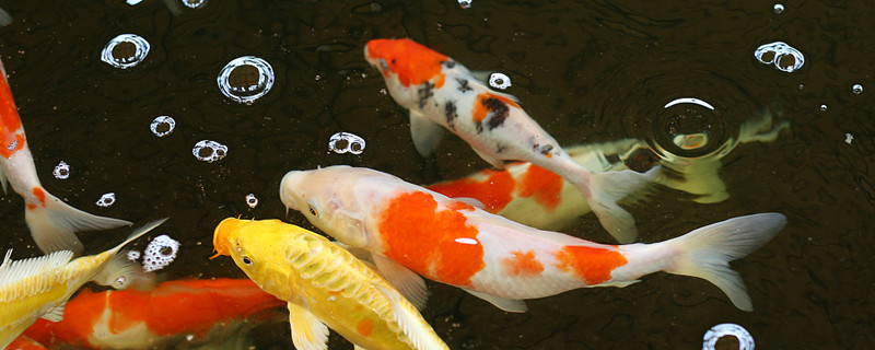 闯缸鱼死了用换水吗闯缸鱼有什么特点(闯缸鱼都会死吗)