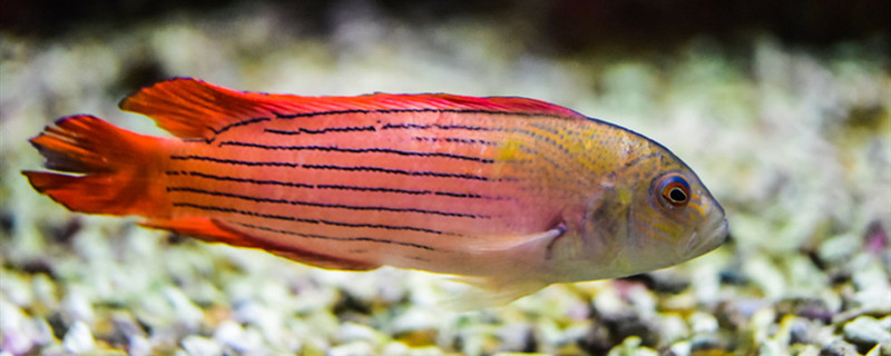 建筑沙子可以放鱼缸吗鱼缸底要铺什么沙子(沙子能放鱼缸吗)