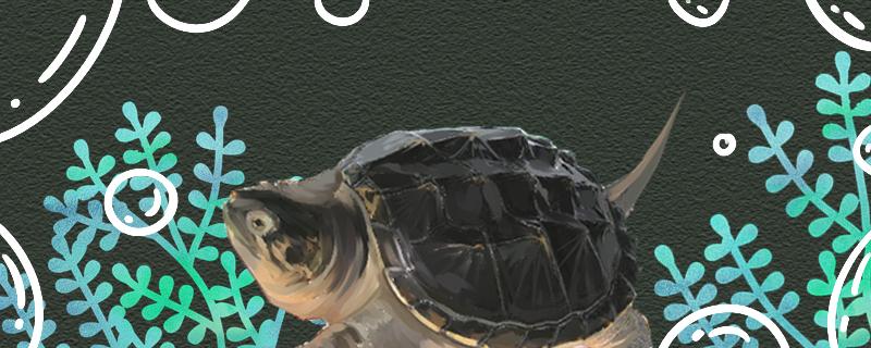 鳄龟会撑死吗如何给它们喂食(鳄龟会被闷死吗)