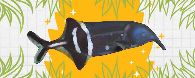 象鼻鱼好养吗怎么养(象鼻鱼多少钱一只)