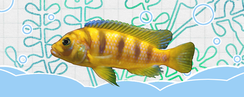 斑马雀好养吗怎么养(斑马雀是杂鲷吗)