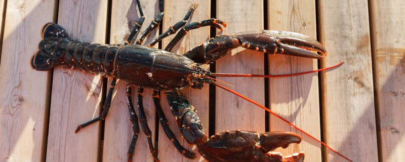 用什么钓小龙虾最容易上钩什么时候钓最容易上钩(小龙虾用什么钓好上钩)